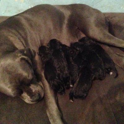 Premières heures des chiots