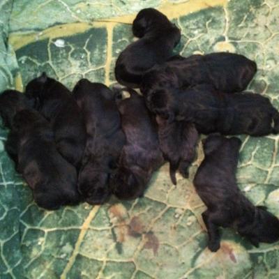 Les chiots