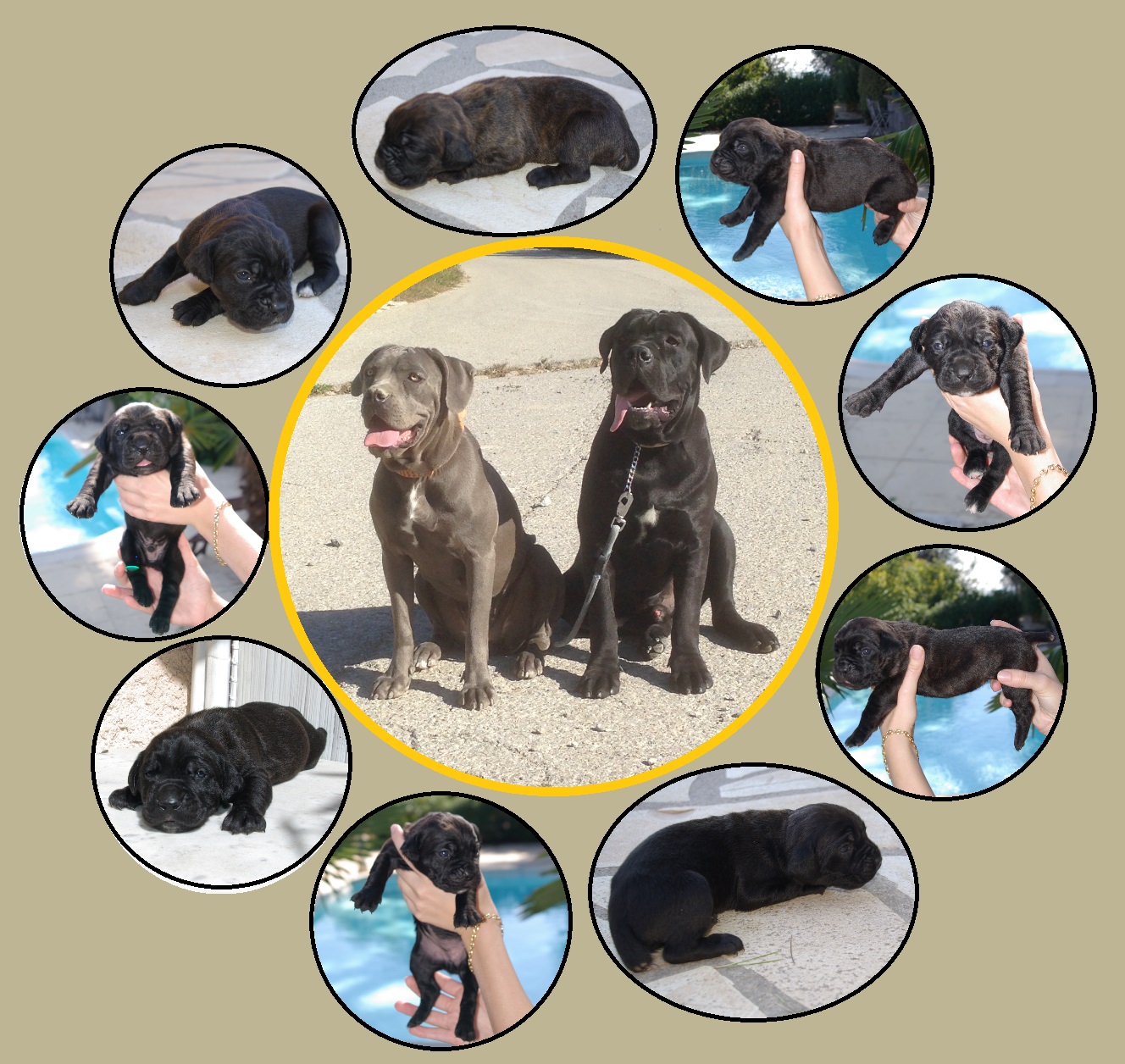 9 chiots