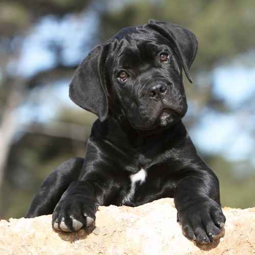 Cane Corso LOF